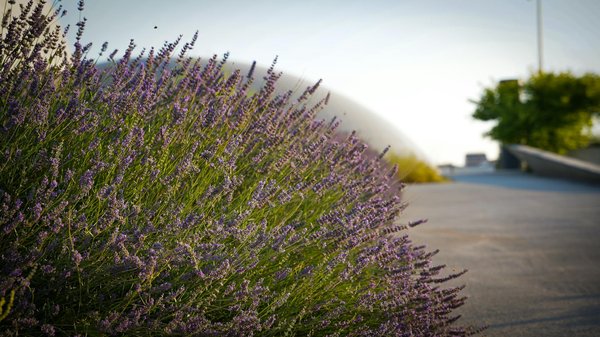 Guide d'achat : solutions pour éliminer les punaises de lit à paris