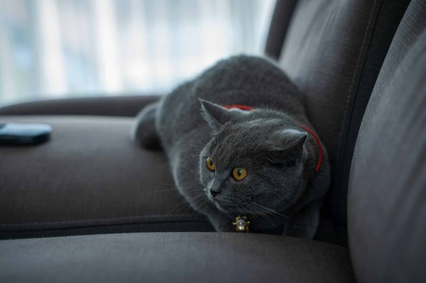 Choisir le parfait canapé noir : Guide d'achat et conseils